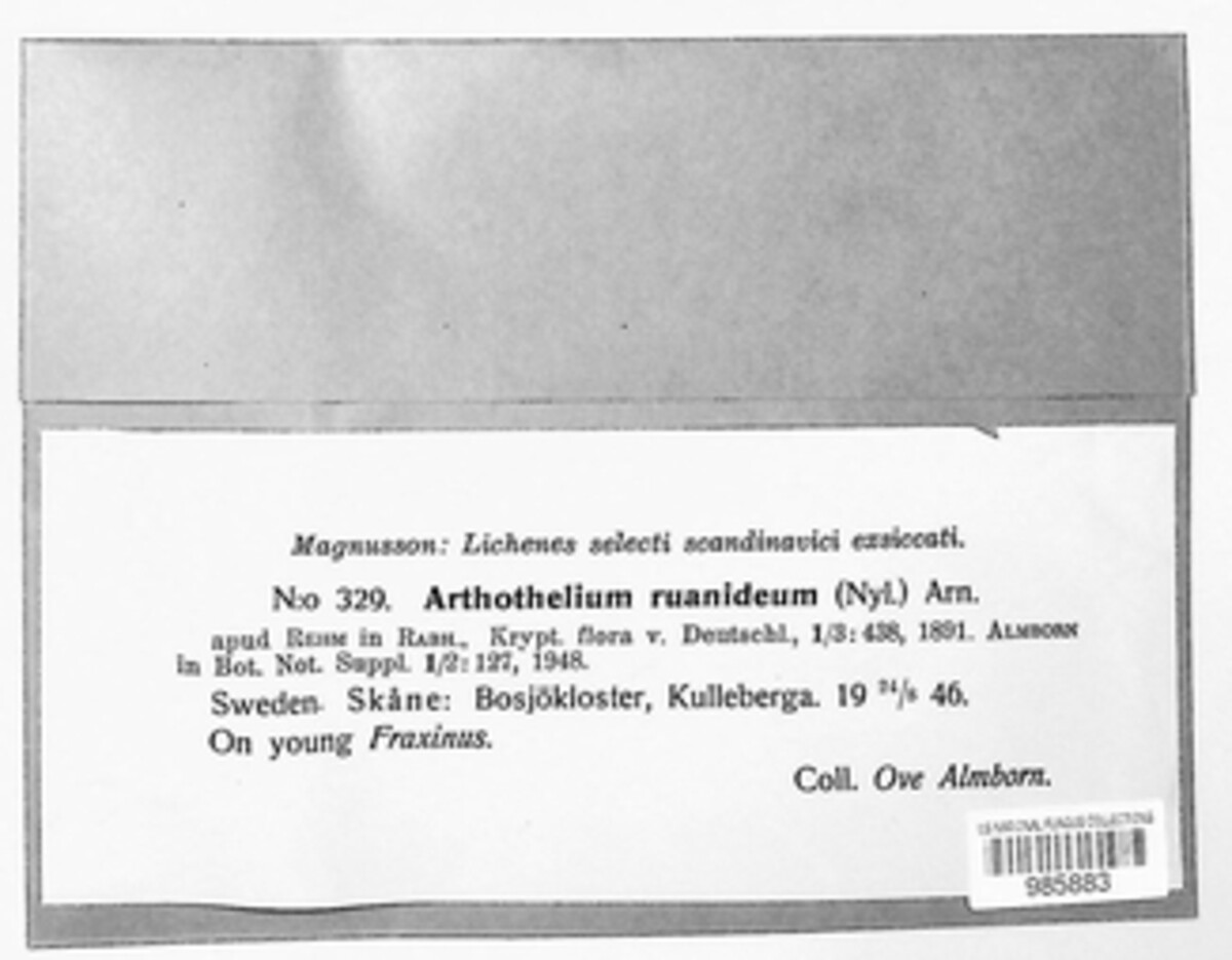 Arthothelium ruanum image
